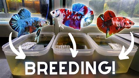 how to breed a betta.